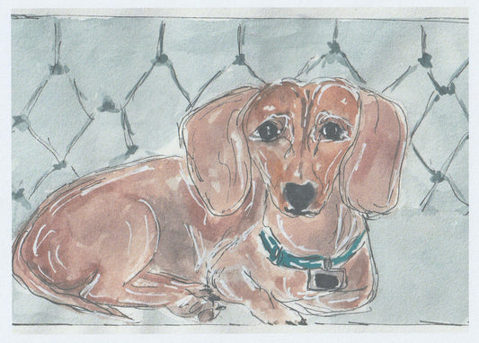 Ruby the Doxie